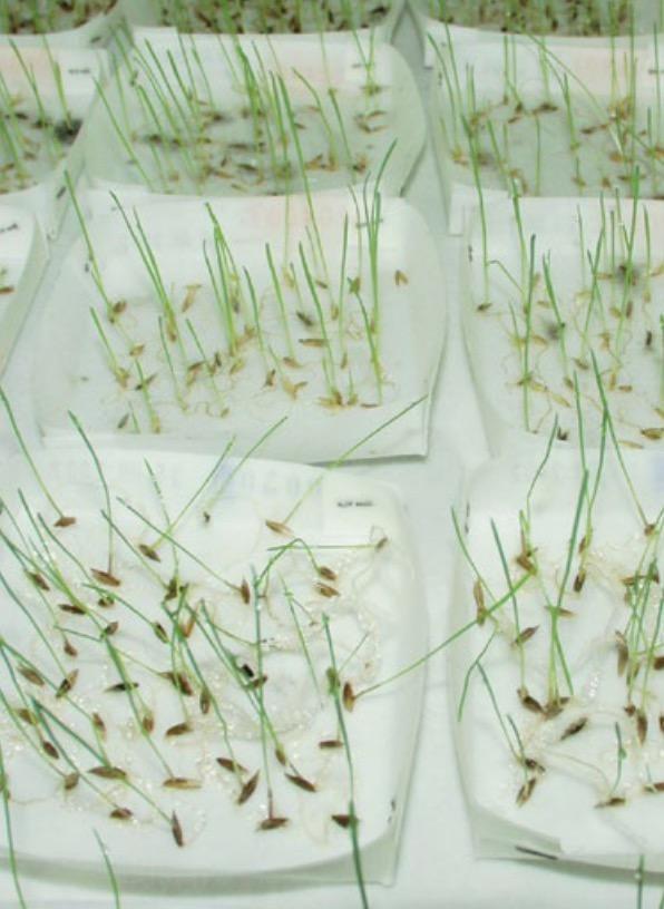 Ahlstrom 8002-1015 Seed Testing Paper, Grade 8002, 25.40 cm x 38.10 cm, 1000/pk